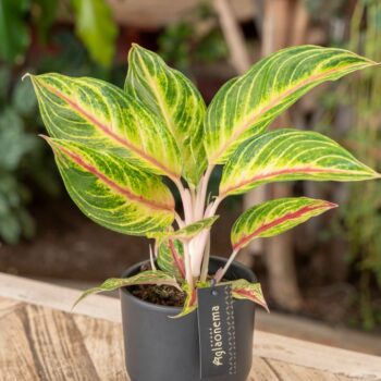 Aglaonema Red Okapi