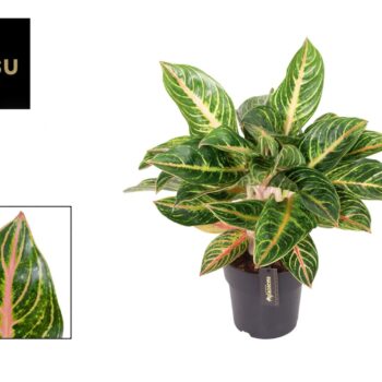 Aglaonema Red Okapi