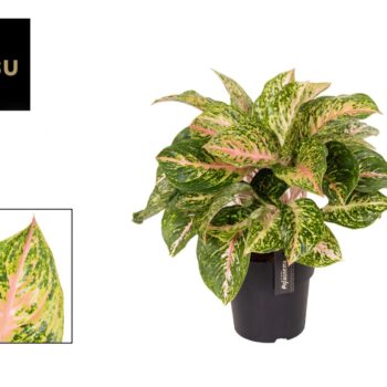 Aglaonema Forest Pink