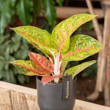 Aglaonema Grand Poppy