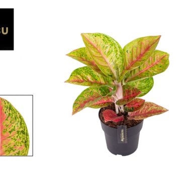 Aglaonema Grand Poppy