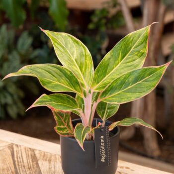 Aglaonema Jungle Light