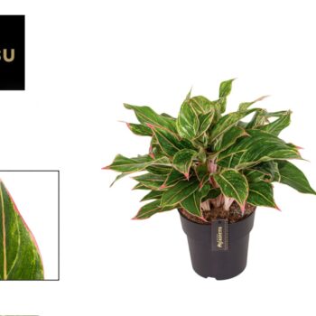 Aglaonema Jungle Light