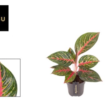 Aglaonema Olive Red
