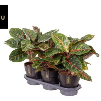 Aglaonema Olive Red
