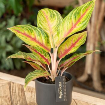Aglaonema Eyecatcher Red