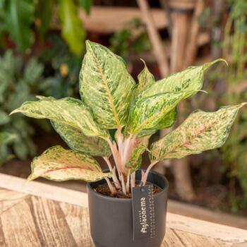 Aglaonema Pistachio Pink