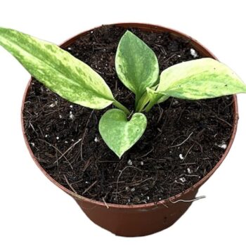 Anthurium Vittarifolium Variegata