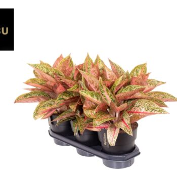 Aglaonema Romance Red