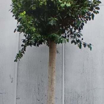 FICUS BENJAMINA