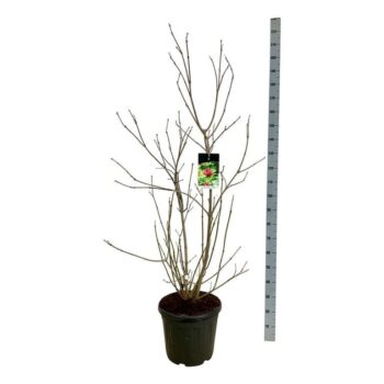 Calycanthus r. 'Aphrodite'