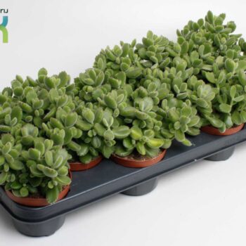 Cotyledon Ladismithiensis (Tomentosa)