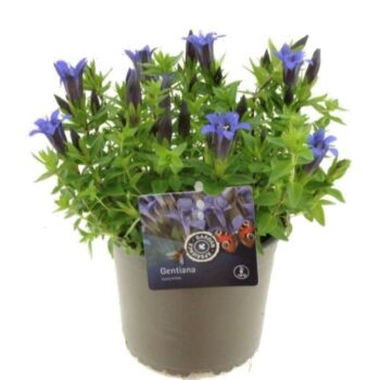 Gentiana septemfida lagodechiana