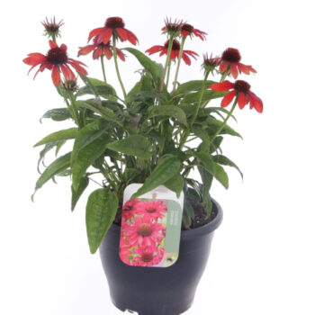 Echinacea purp. Sombrero Red