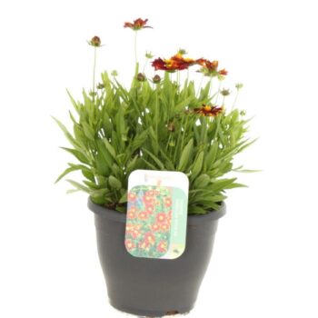 Coreopsis grand. Uptick Red