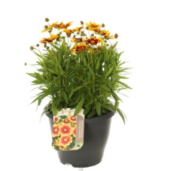 Coreopsis grand. Uptick Gold&Bronze