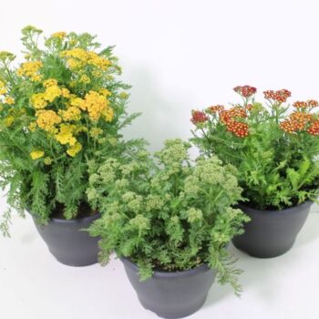 Achillea millefolium mix