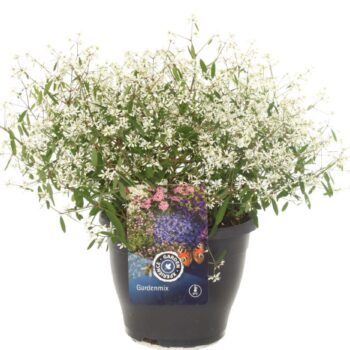 Euphorbia hypericifolia Euphoria Wh