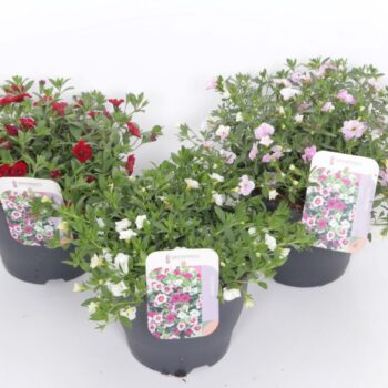 Calibrachoa Can Can Double mix