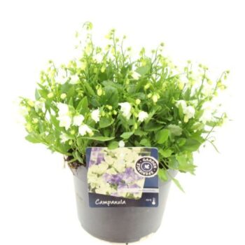 Campanula cochl. White Baby