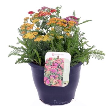 Achillea millefolium Milly Rock Mixmasters Dance