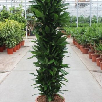 Dracaena Janet Lind