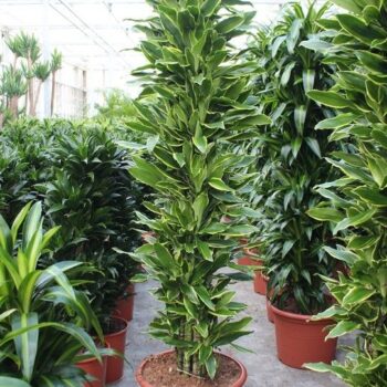 Dracaena Golden Coast