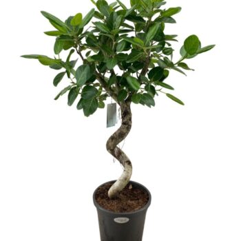 Ficus Benghalensis Audrey spiraal p31