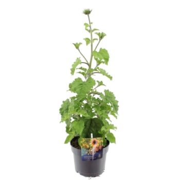 Helianthus Sunbelievable Bro