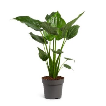 Alocasia Cuculatta 24 cm