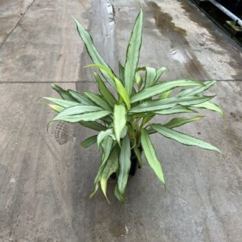 Aglaonema silver lance 13/12 h25