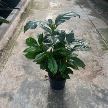 Coffea arabica 13/12 h40
