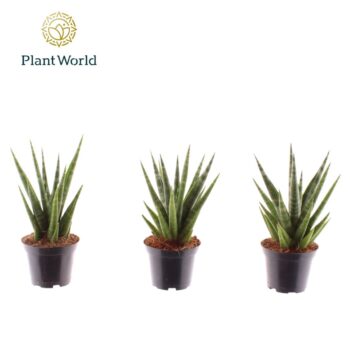 Sansevieria 'Dancing Queen'