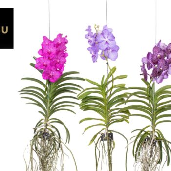 Vanda Mix XL - Colour Mix