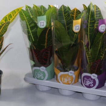 Croton Petra "MoreLIPS®" Design Hoes