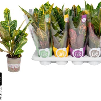 Croton 2 soorten mix Excellent en Petra "MoreLIPS®" Design Hoes