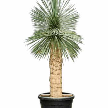 Yucca rostrata (210-230) Stem (100-110)