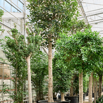 Ficus macrophylla Stem