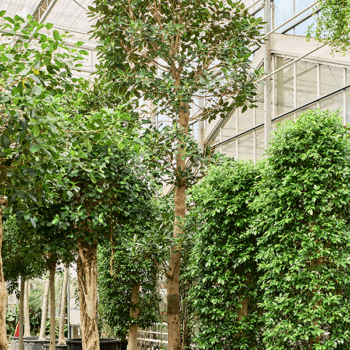 Ficus macrophylla Stem