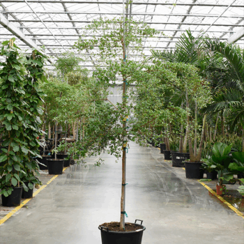 Bucida buceras 'Shady Lady' (250-300) Stem