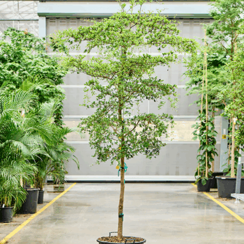 Bucida buceras 'Shady Lady' (300-350) Stem