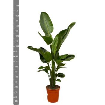 Strelitzia Nicolai - 160cm