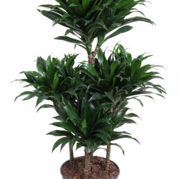 Dracaena Compacta 60-carrousel
