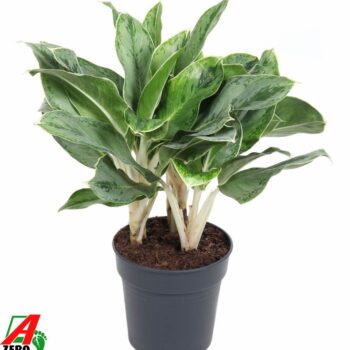 Aglaonema Horizon