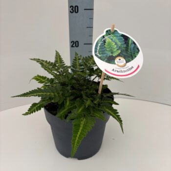 Arachniodes aristata 'Variegata'