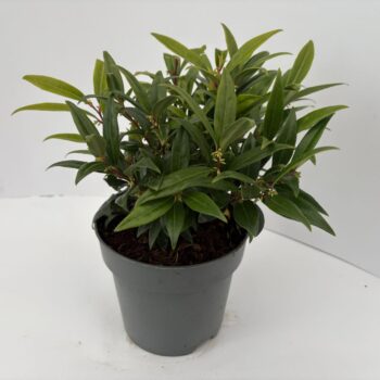 Sarcococca hookeriana 'Purple Gem'