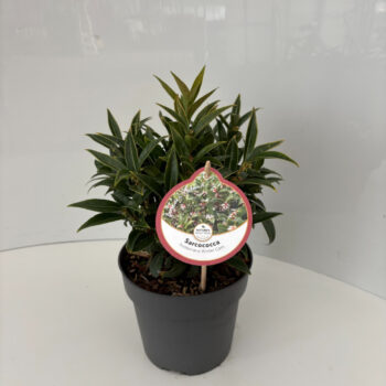 Sarcococca hookeriana 'Winter Gem'