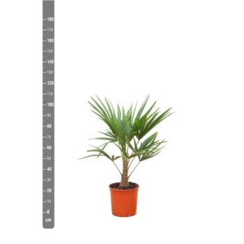 Trachycarpus Fortunei - 100cm