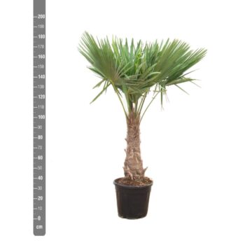 Trachycarpus Fortunei - 180cm