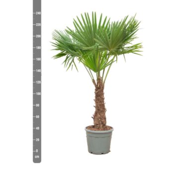 Trachycarpus Fortunei - 240cm